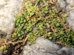 Herniaria glabra