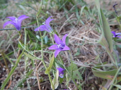 Campanula lusitanica
