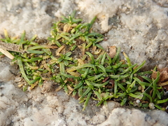 Sagina procumbens