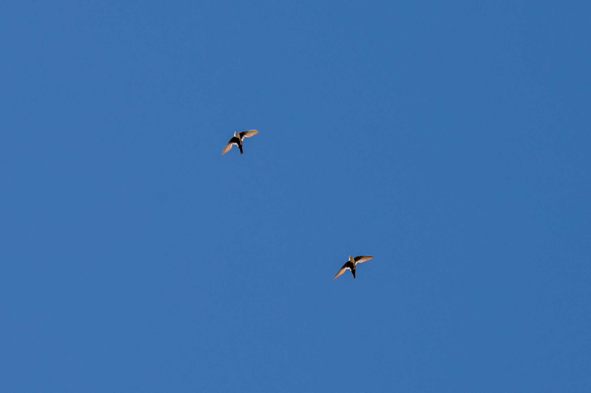 Aeronautes saxatalis (Woodhouse, 1853)