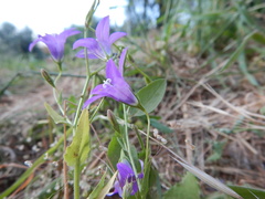 Campanula lusitanica