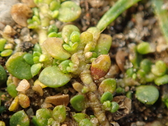 Herniaria glabra