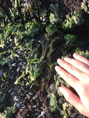 Bryopsis corticulans