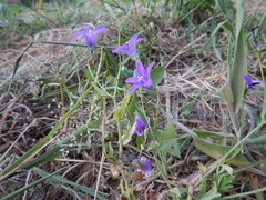 Campanula lusitanica