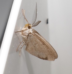 Lepidoptera