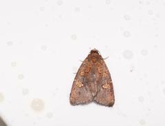 Lepidoptera