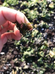 Bryopsis corticulans