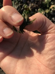 Bryopsis corticulans