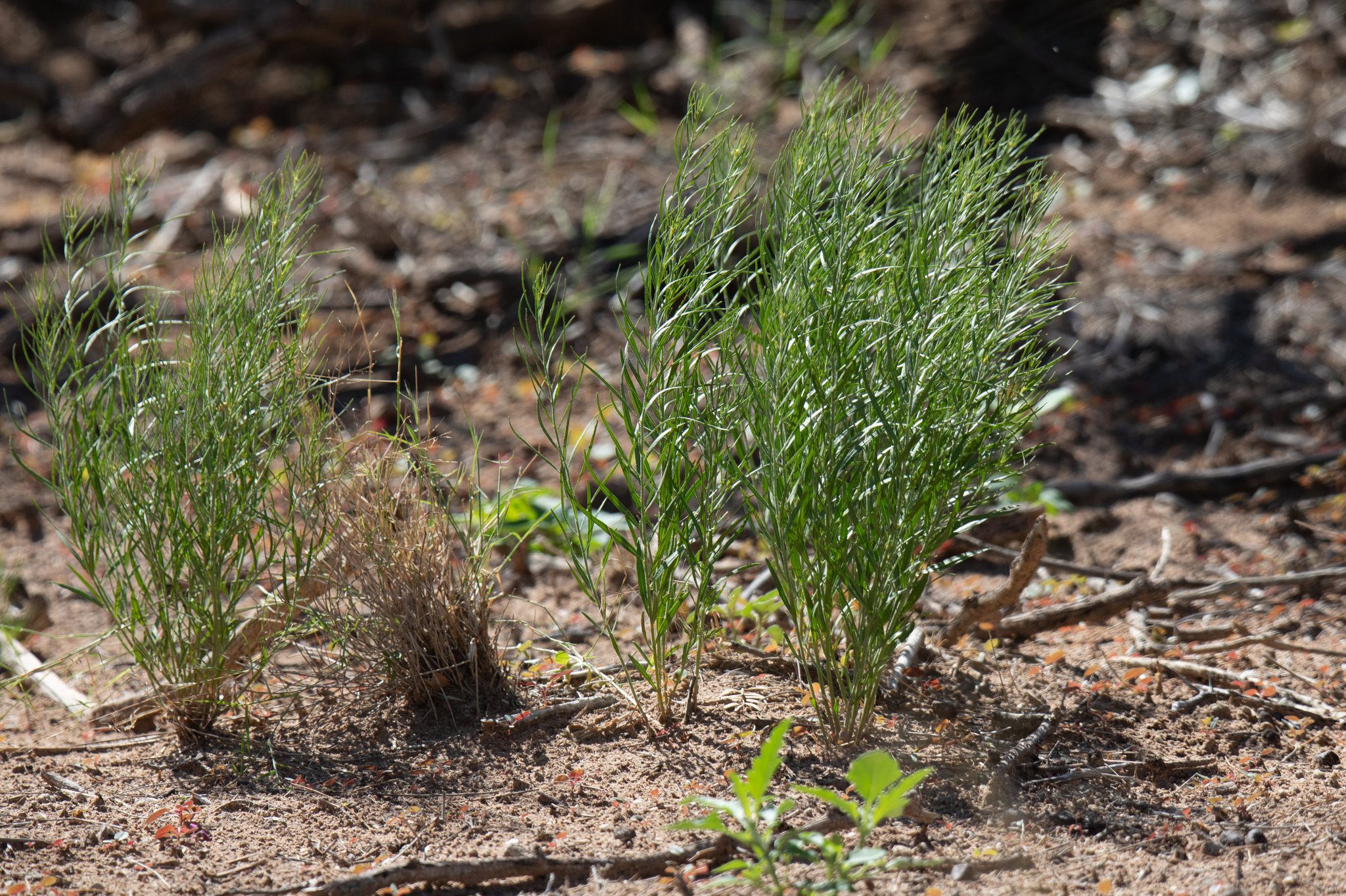 Woolly Slimpod (Amsonia arenaria)