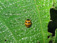 Zagreus decempunctatus