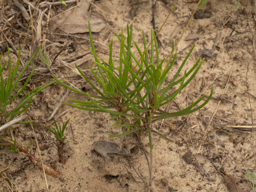 Sand Fameflower (Phemeranthus rugospermus)