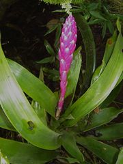 Guzmania remyi