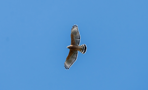iNaturalist observation photo of Red-shouldered Hawk