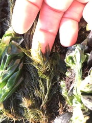 Bryopsis corticulans