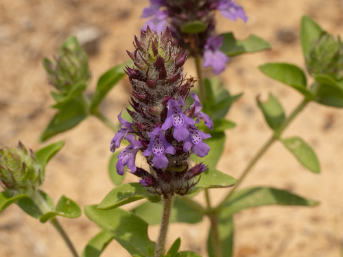 Texas sandmint (Rhododon ciliatus)