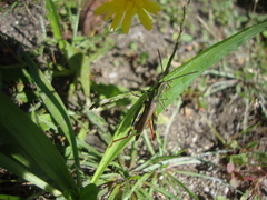 Chorthippus binotatus