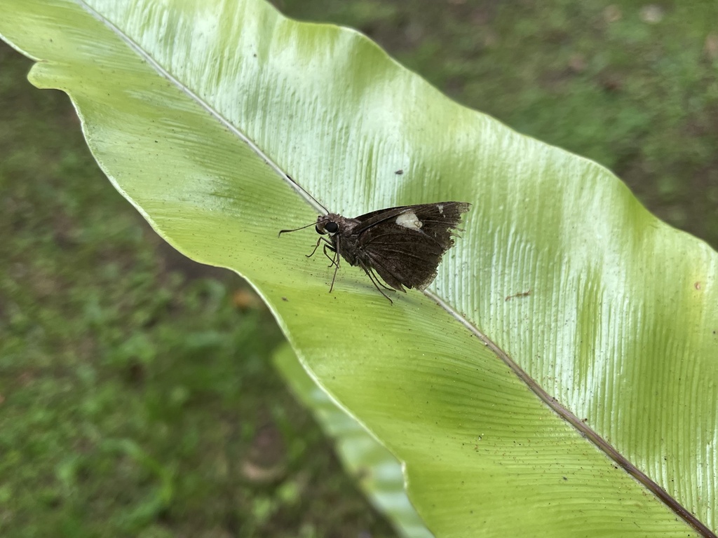 Restricted Demon (Notocrypta curvifascia)