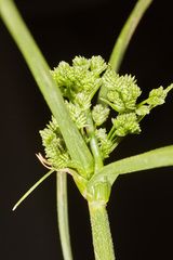 Cyperus entrerianus