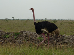 Struthio camelus massaicus