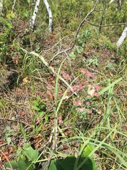 Mirabilis hirsuta