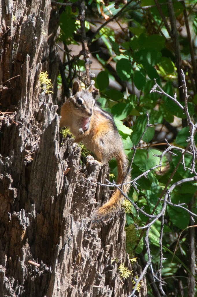 Yellow-pine Chipmunk