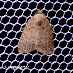 Anachrostis