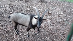 Capra hircus cretica