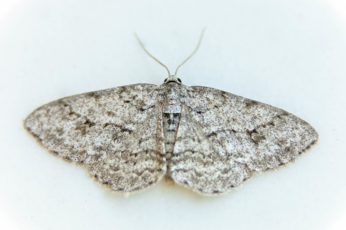 Small Engrailed, photo 6 of 10