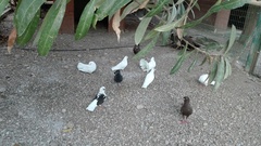 Columba livia domestica