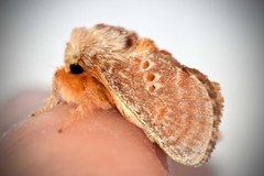 Pseudanapaea denotata