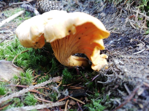 Chanterelle