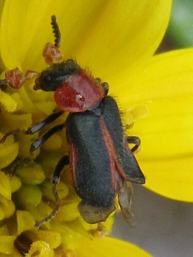 Black-headed Melyrid photo 4