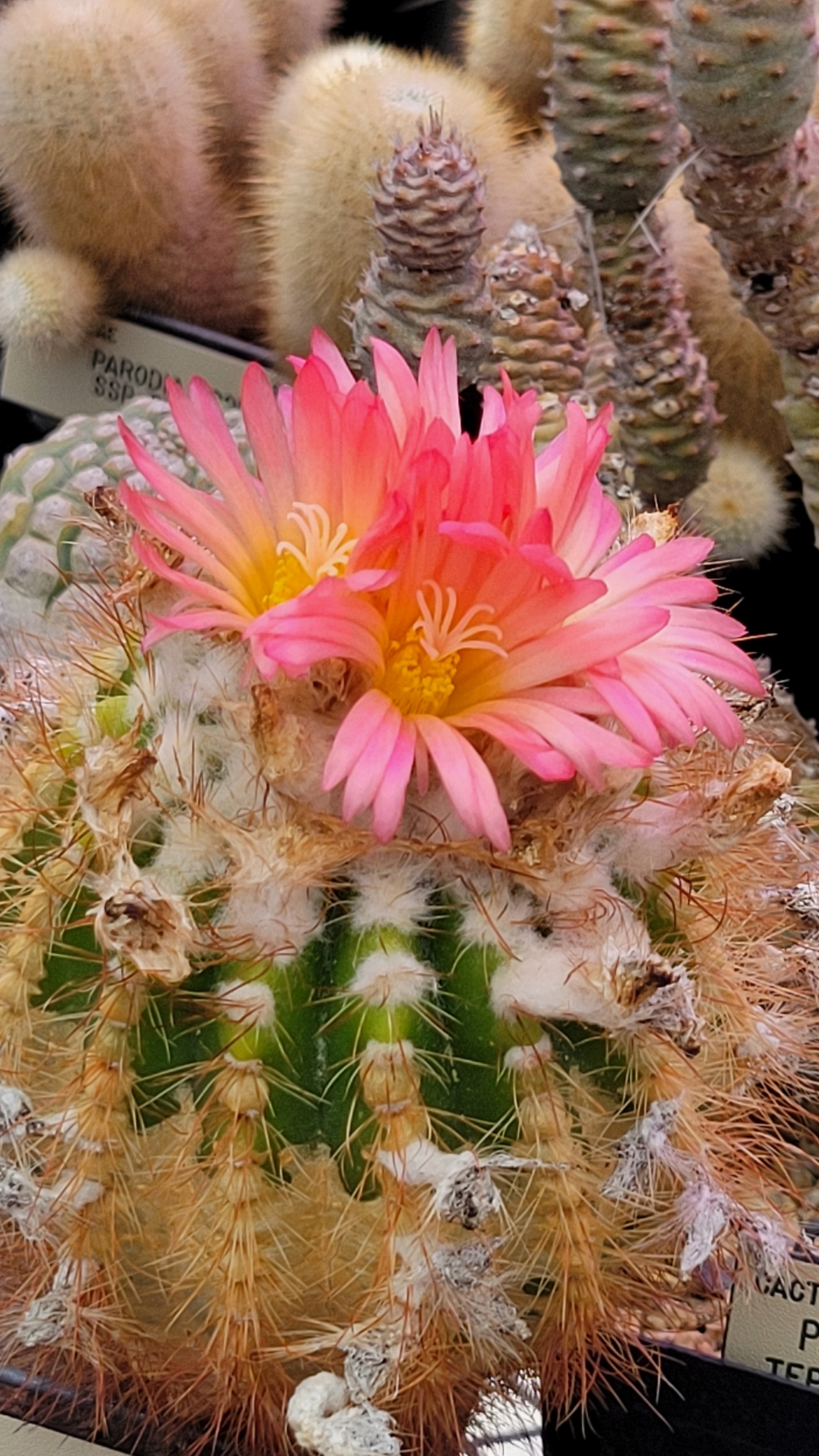 Parodia horstii