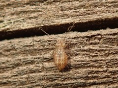 Ectopsocidae