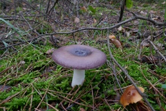 Russula caerulea