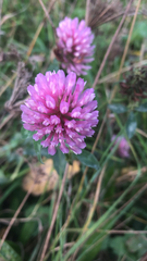 Trifolium pratense