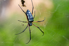 Trichonephila sumptuosa