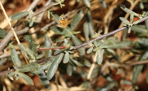 Grey-leaved wormbush (Cadaba termitaria)