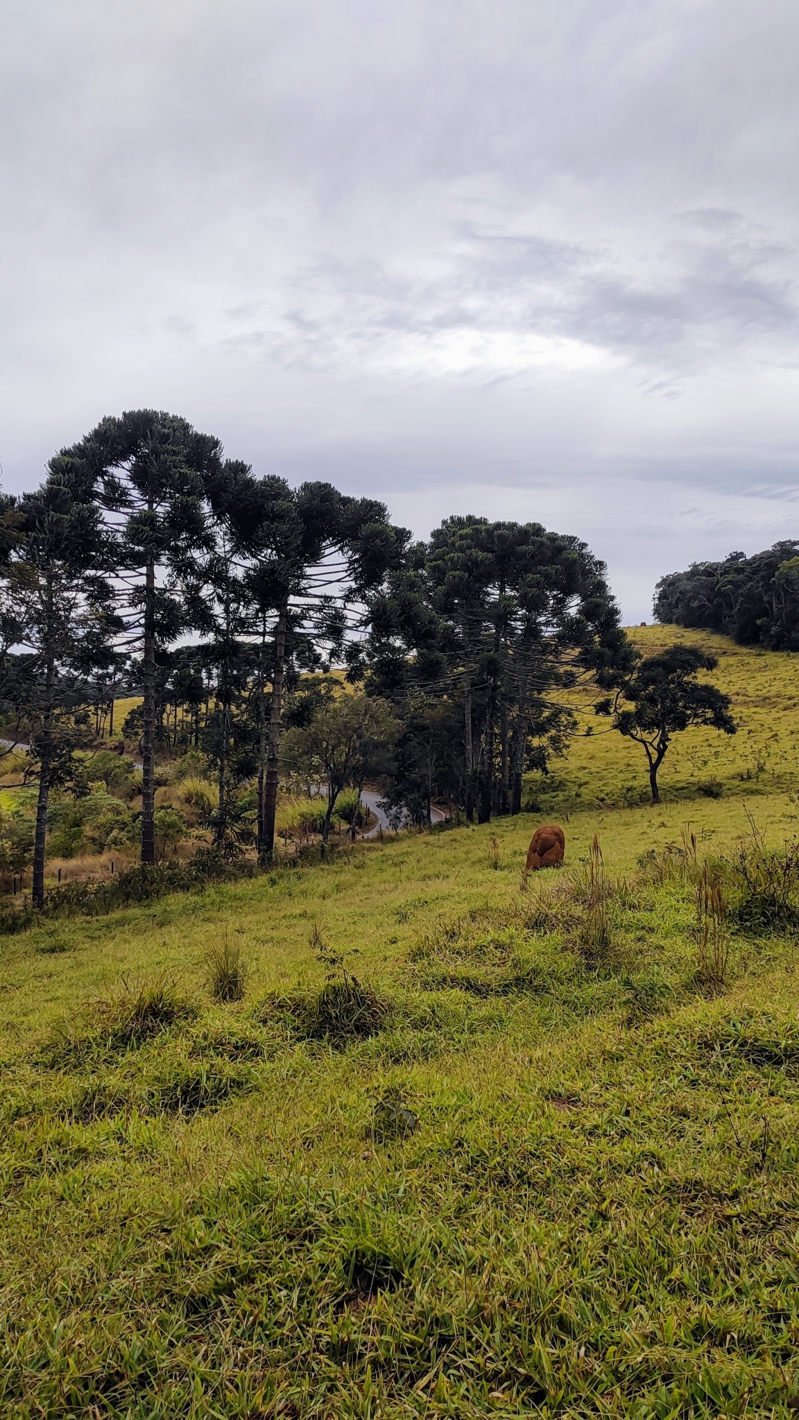 Araucaria angustifolia
