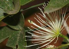 Thilachium africanum