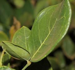 Thilachium africanum