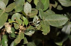 Thilachium africanum