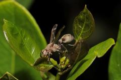 Thilachium africanum