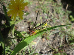 Chorthippus binotatus