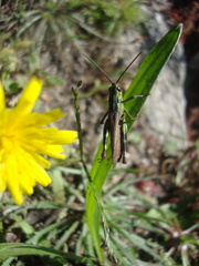 Chorthippus binotatus