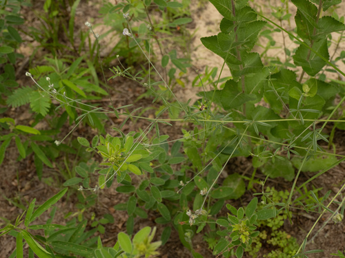 palmleaf Indian breadroot (Pediomelum digitatum)