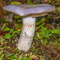 Cortinarius subfoetidus
