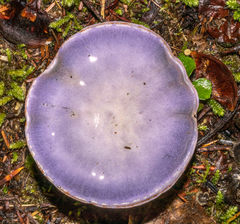 Cortinarius subfoetidus