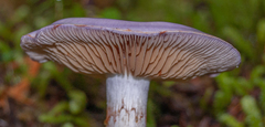 Cortinarius subfoetidus