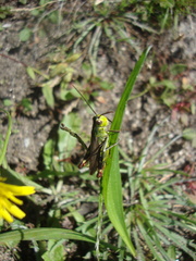 Chorthippus binotatus